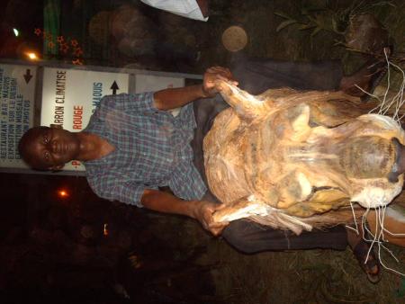 lion